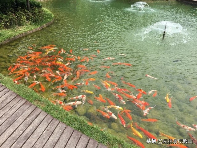 园林假山鱼池设计教程,鱼池假山怎样建才好看