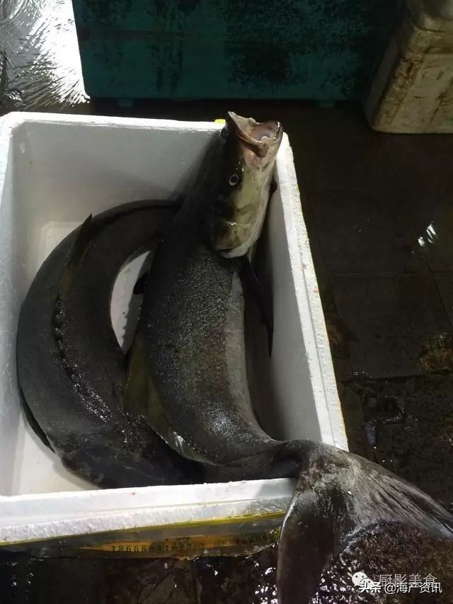 这些外形奇葩而味道超级赞的海鲜,广东十大硬核海鲜品种