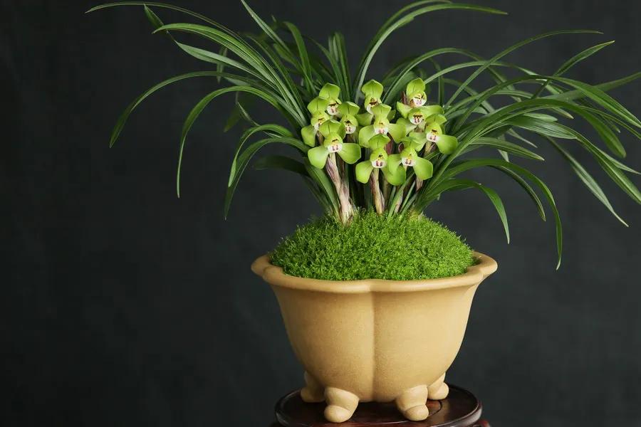 十大值得养的兰花有哪些,适合家庭养的兰花品种大全图