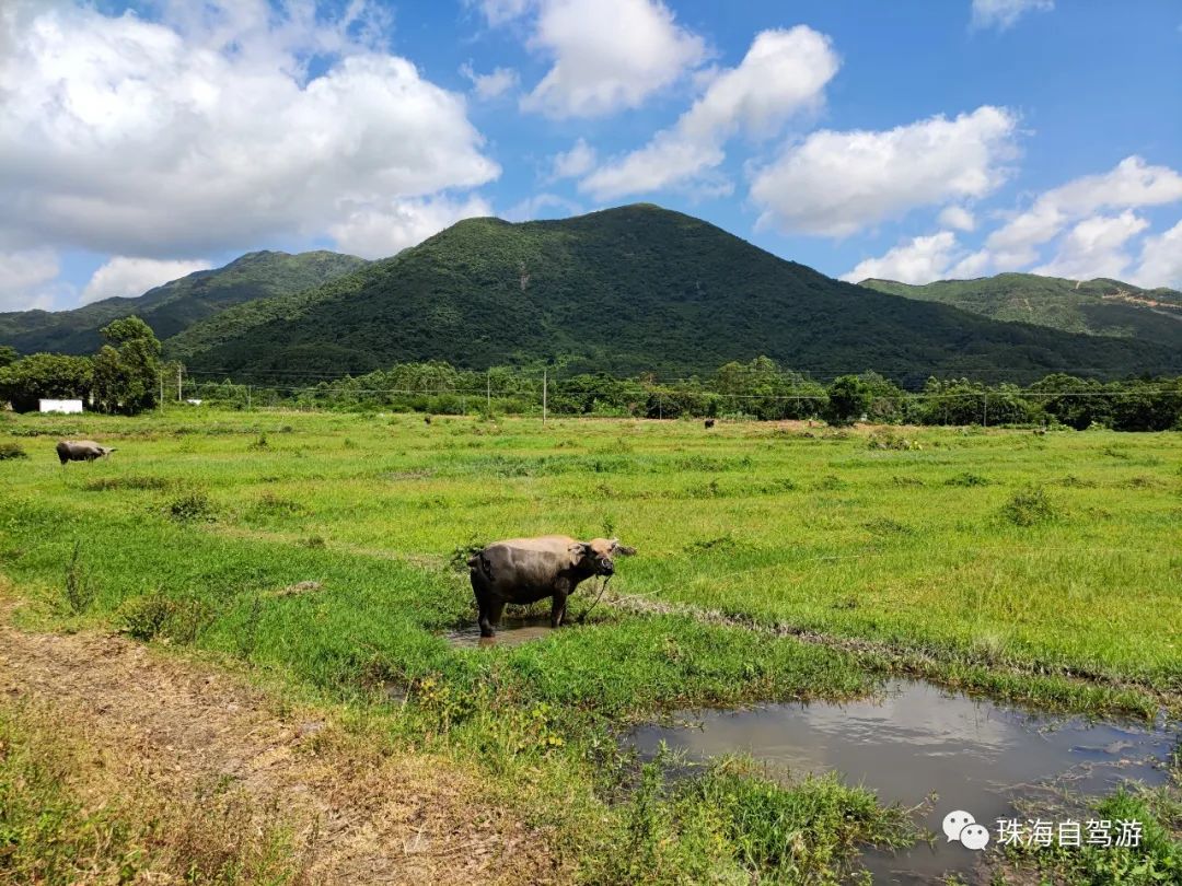 大山峰水牛坪露营记,东岸岭露营徒步