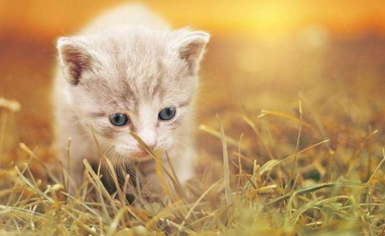 下班回家突然发现猫不见了,下班回家发现猫咪没精神