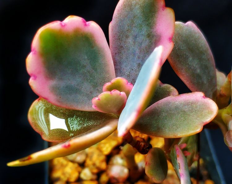 记录多肉长大的全过程,记录所有多肉成长过程