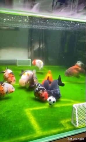 鱼缸造景足球场,把鱼缸改造成花园