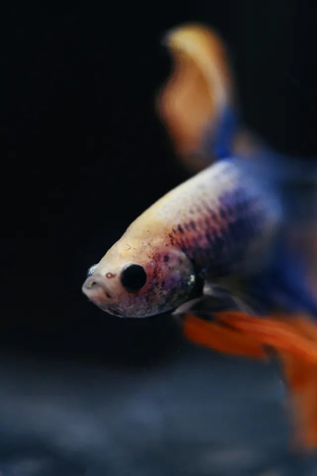 尼康105-2.8d微距镜头,尼康z1052.8s镜头拍摄效果