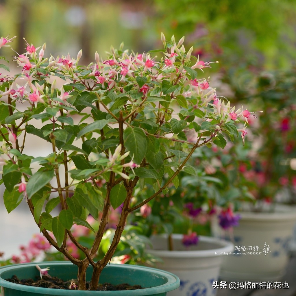 园丁金挂有排期吗,吊钟海棠怎么养护