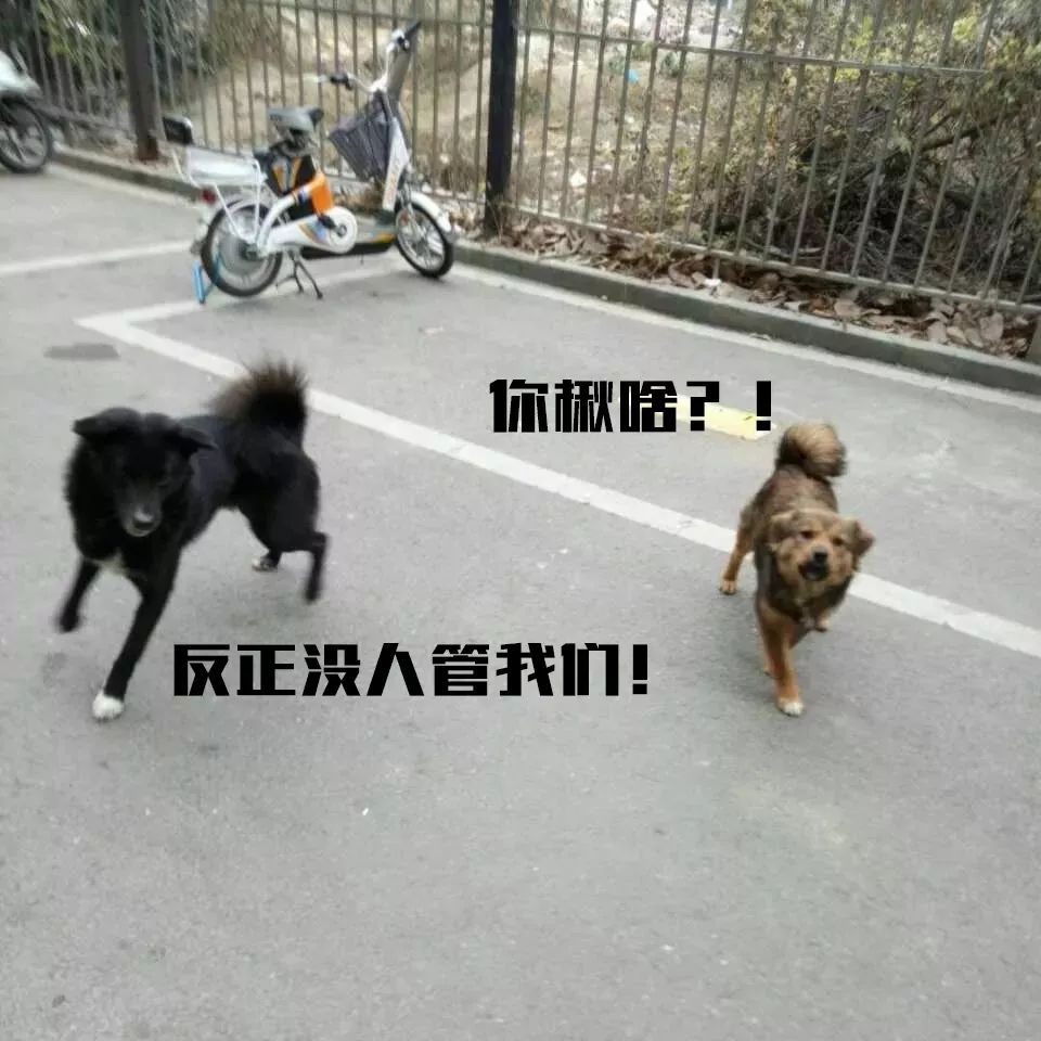 马鞍山流浪狗救助中心在哪里,曝光流浪狗救助真相