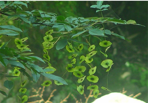 青钱柳生长哪些地区,青钱柳适合在什么地方种植