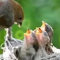鸟类如何躲避狂风暴雨呢,所有鸟窝没有顶遇到大雨怎么办