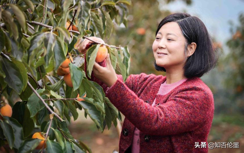 当下最适合农村创业的生意有哪些,现在农村创业干什么行业比较挣钱