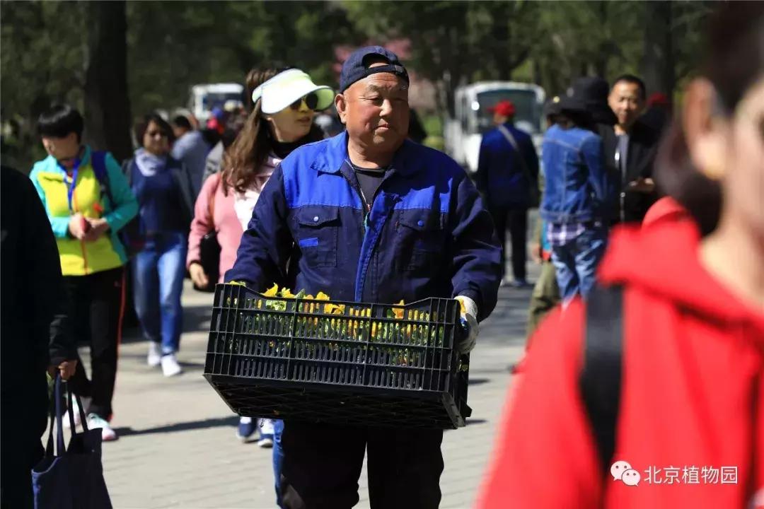 中国科学院植物研究所北京植物园,北京植物园有牡丹花还有什么花