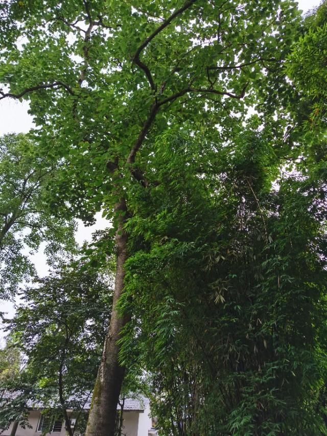 带妈妈去青城山避暑,陪父母游四川青城山