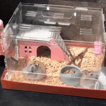 仓鼠天性喜欢越狱，为逃出鼠笼，两仓鼠完美配合成功脱逃