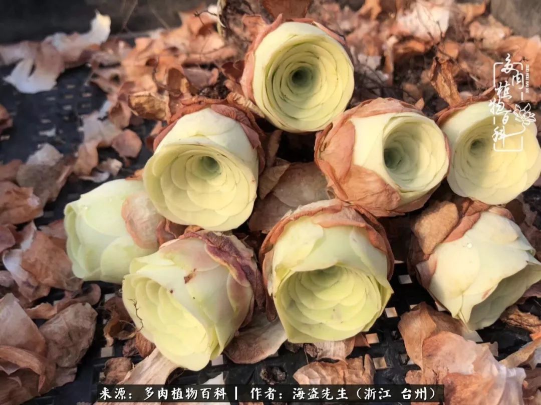 独具魅力的黄玫瑰,黄玫瑰这么美的风景惊艳到你了吗