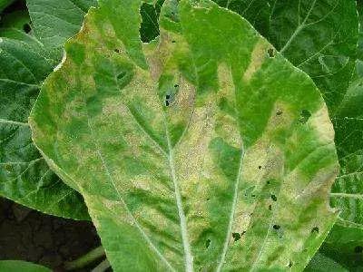 青霉病属于灰霉病还是软腐病,蔬菜霜霉灰霉病克星