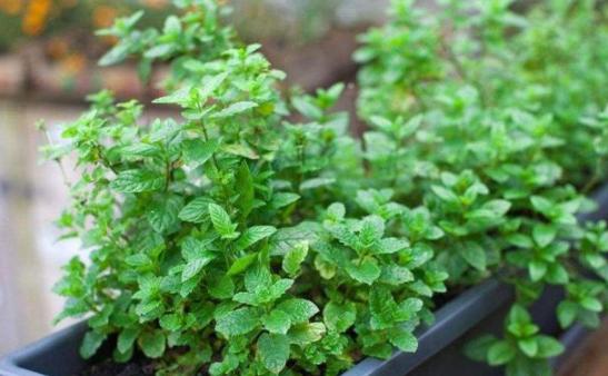 薄荷水培烂根怎么办,薄荷泡水里烂根怎么办