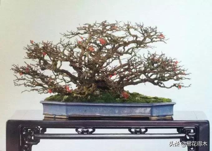 日本海棠的养殖方法,日本海棠花卉习性