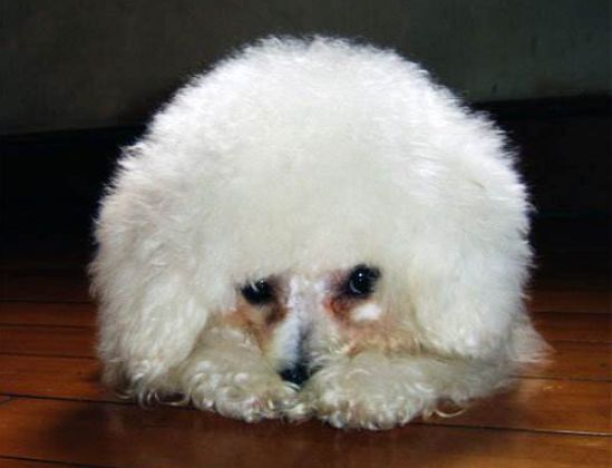 爱宠泪痕怎么解决,爱宠泪痕重是怎么回事