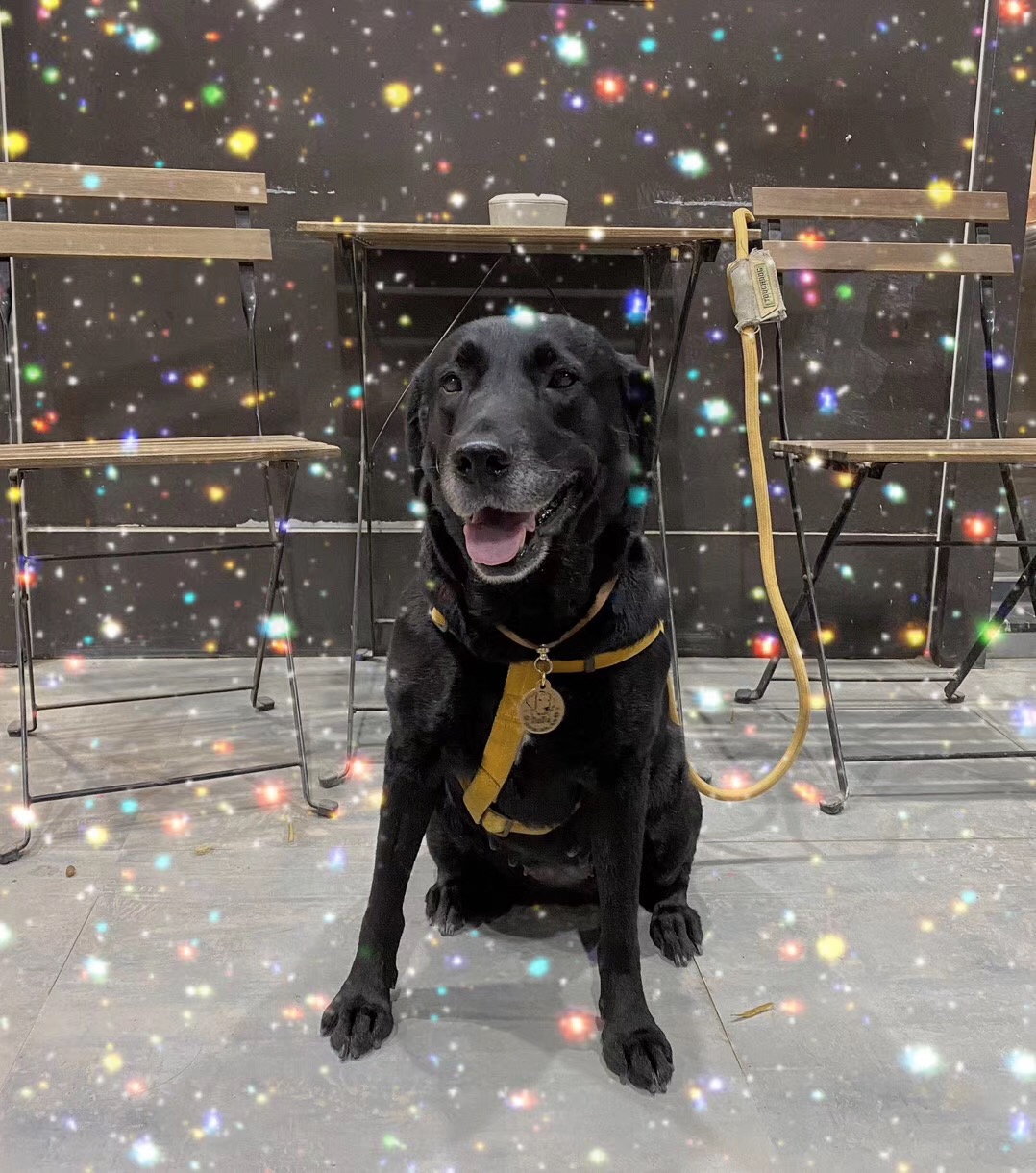 养狗的20大坏处视频,养狗黑背值得养吗