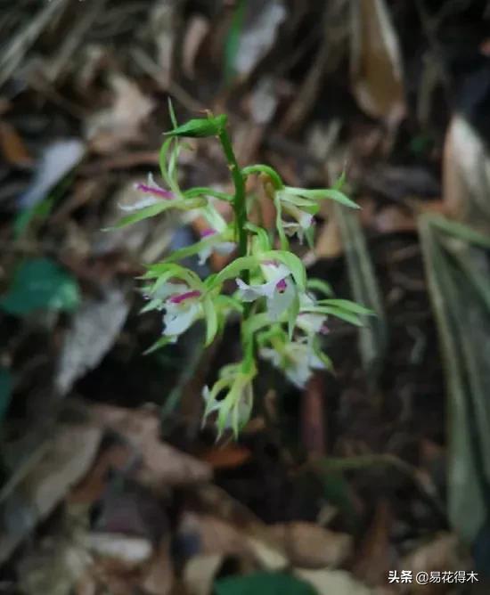 荷瓣兰最好的兰花品种排行,腋唇兰和春兰的区别