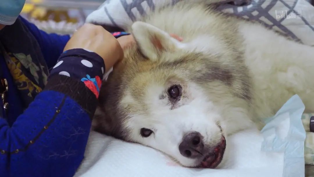 b站高分历史纪录片,2分钟一集的b站纪录片