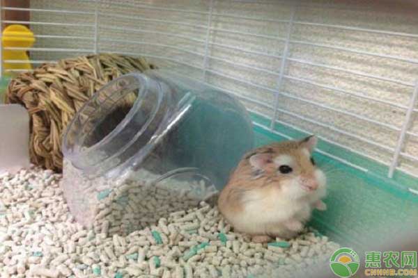 白色背上有黑毛是什么品种仓鼠,仓鼠不同品种的放一起会怎么样