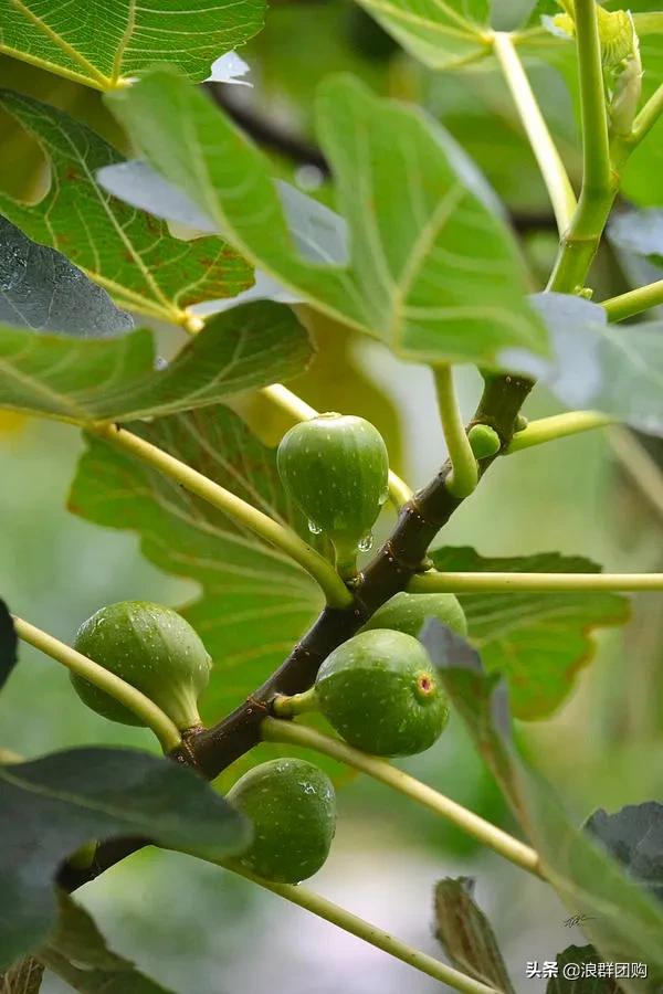 好吃无花果品种,丰产好吃的无花果推荐