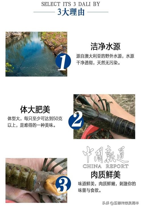 渝北澳洲淡水龙虾,上海澳洲淡水龙虾