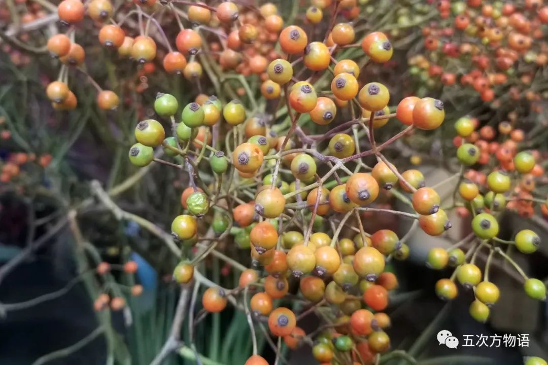 鲜切花都有哪些品牌,花卉市场买的月季不知道品种