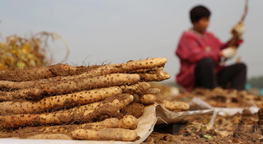 种植山药产量上不去?这4点工作做到位,山药产量高、品质佳