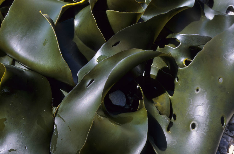 心痛的感觉!八种海鲜暂别啦