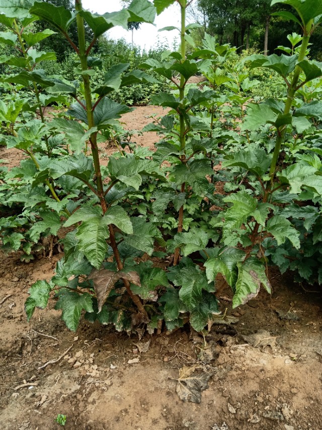 代购苗木,代销苗木挂账