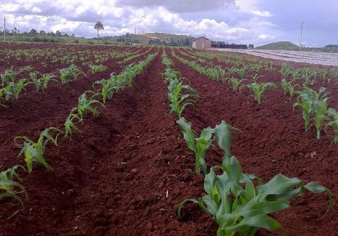 他买肥料花110元,我花160元!谁亏了?找个农业教授来解题