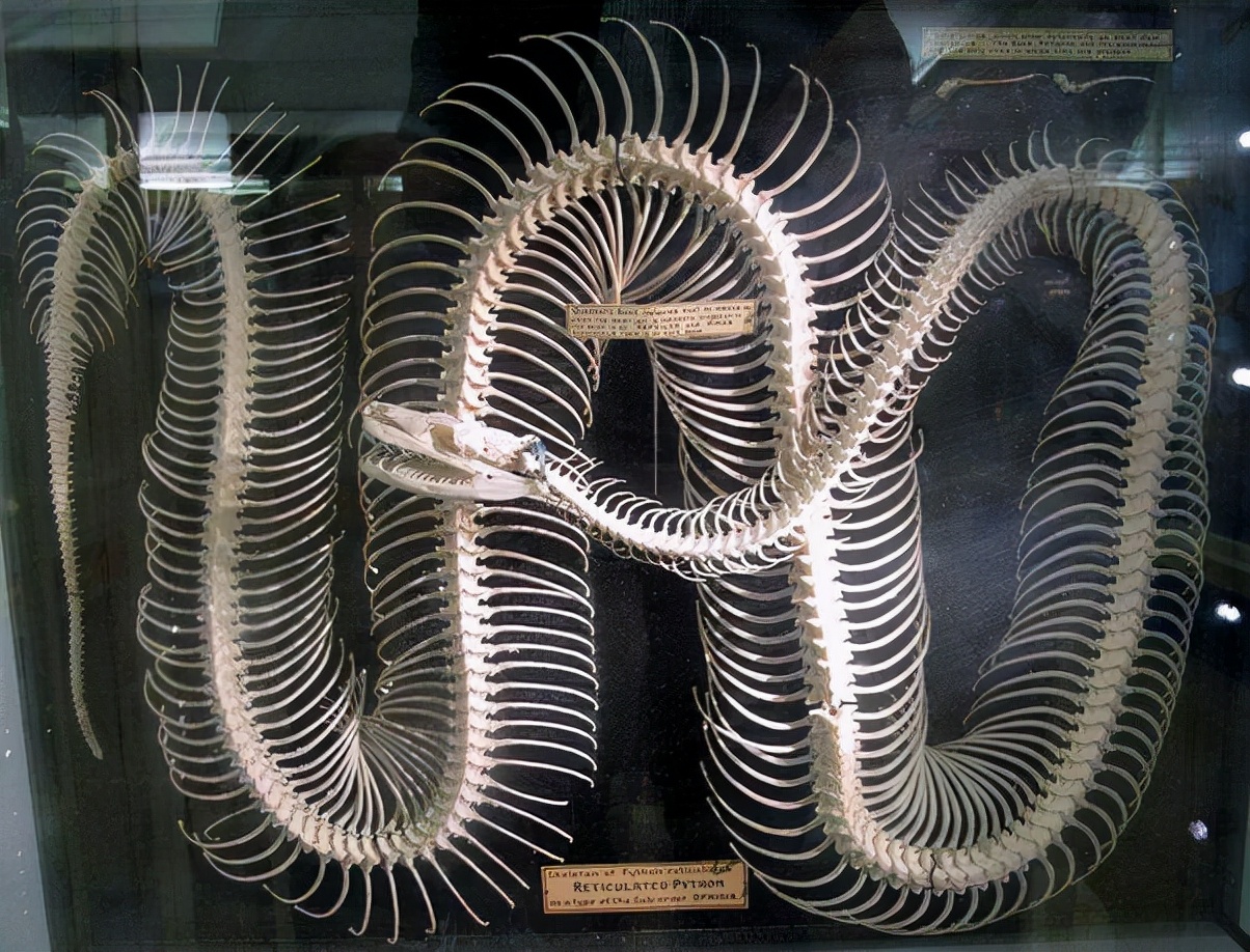 蛇的骨骼结构图,蛇的下颚能长多大