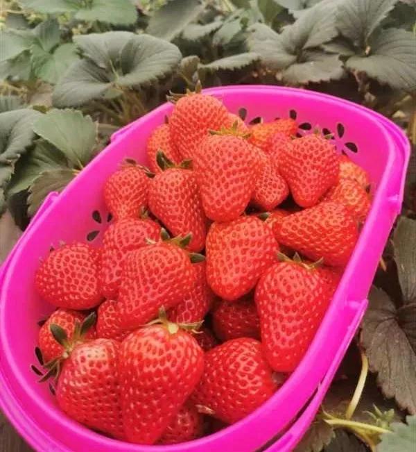 合肥非物质文化遗产园玻璃桥门票,合肥十大必去景点20元门票