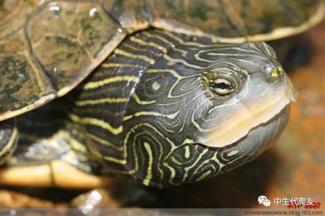 地图龟成体样子,地图龟种类及图解