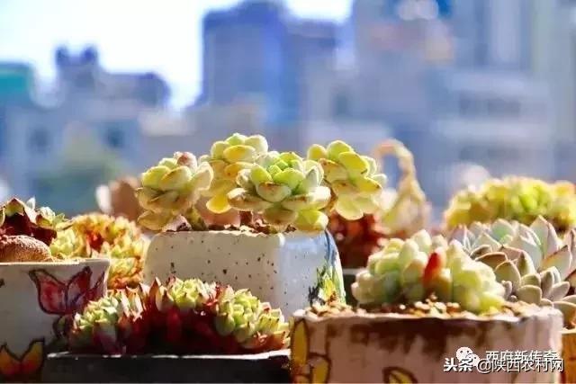 “老吴寻访西府奇人”：一片绿叶创大业