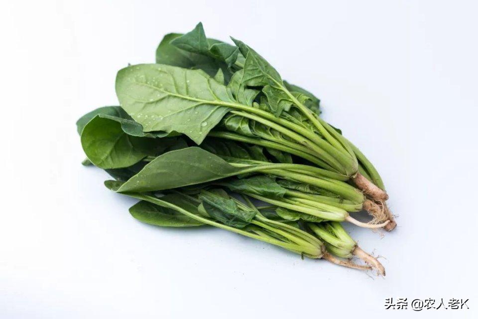 河南豫北地区种植菠菜的最佳时间,现在4月份菠菜怎么种植视频教程