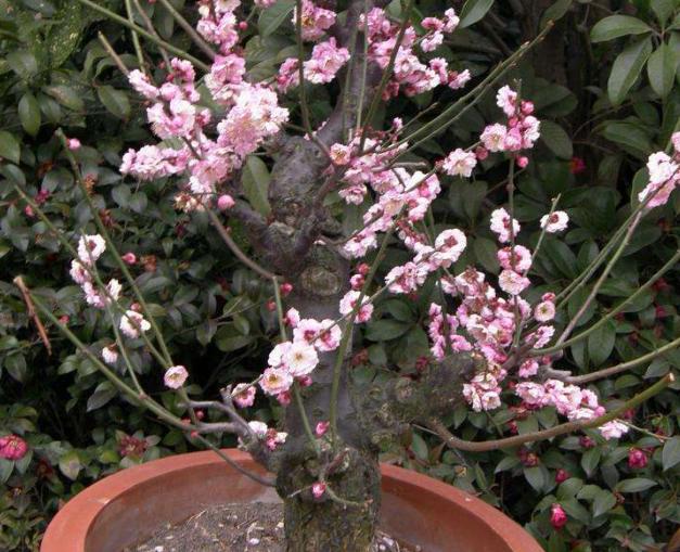 梅花树苗地面种植方法,怎么才能种梅花树