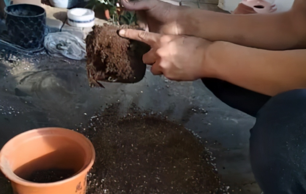 养了一个月的杜鹃花蔫了怎么办,在干燥的北方室内如何养杜鹃花