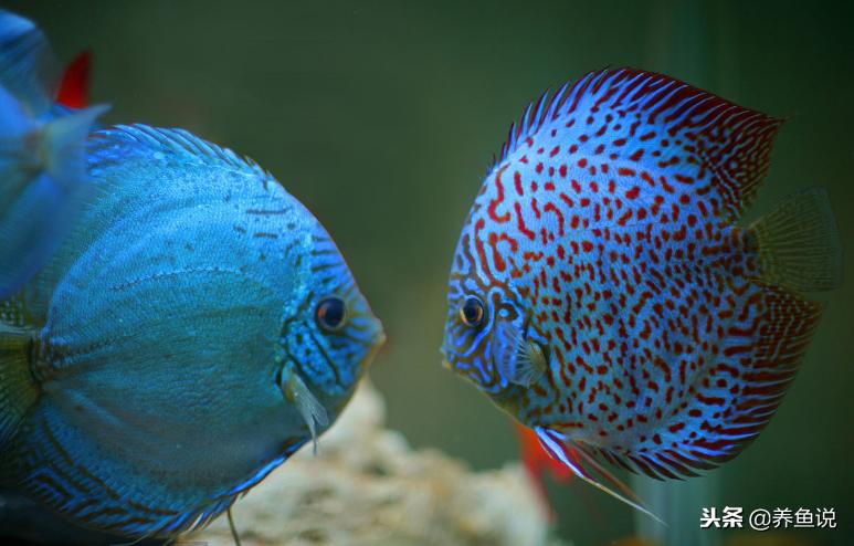 在网上买观赏鱼靠谱吗？记住这些细节