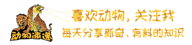 美洲豹和豹猫的相同之处,美洲豹和花豹的区别讨论