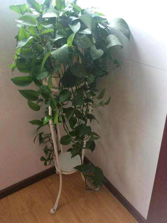 看到别人养的绿萝很漂亮,绿萝养得好也很漂亮