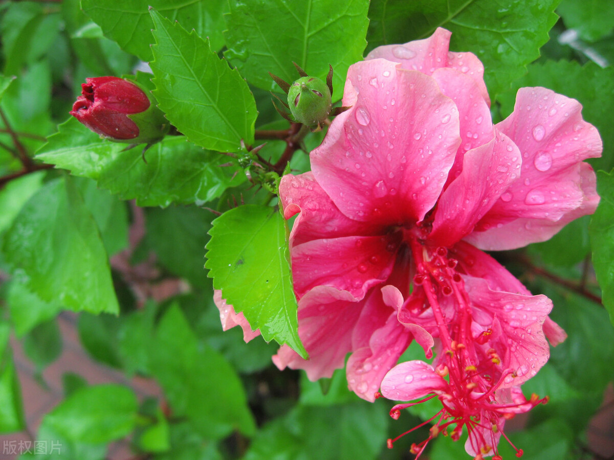 扶桑如何才能养好,扶桑为什么不能在家里养