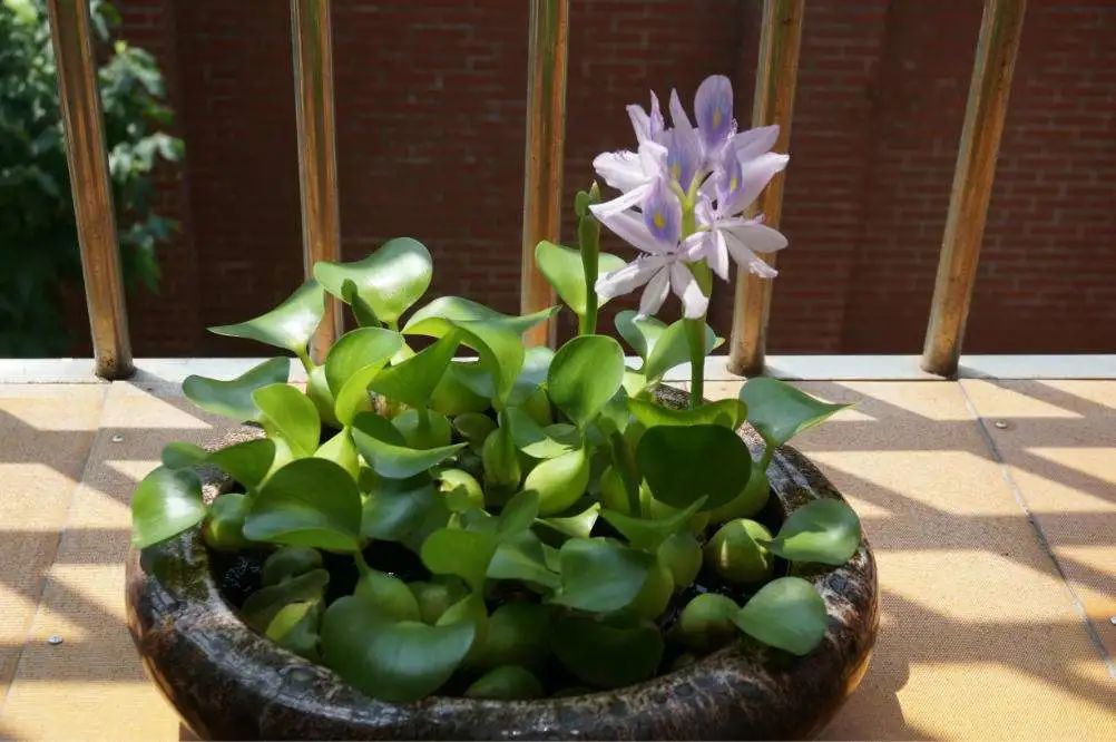 水浮莲的生长特点,凤眼莲好养吗图片