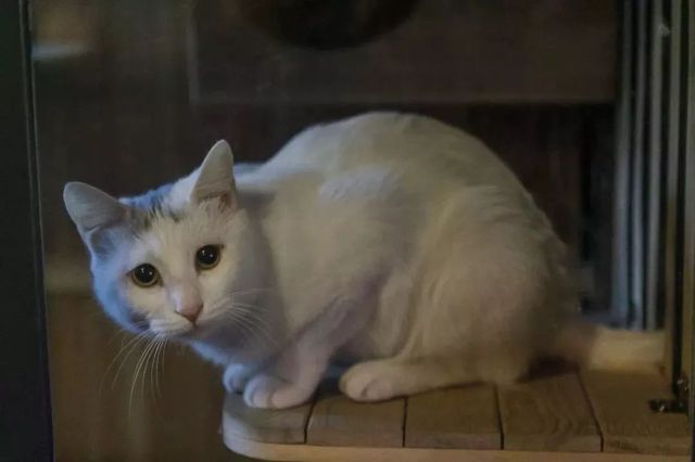 每天只接待12人的餐厅,天津私房菜馆