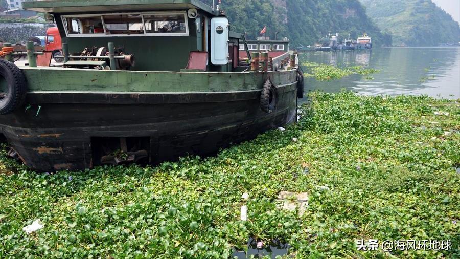 水葫芦在我国泛滥成灾说明了什么,南美洲水葫芦为什么没有泛滥成灾