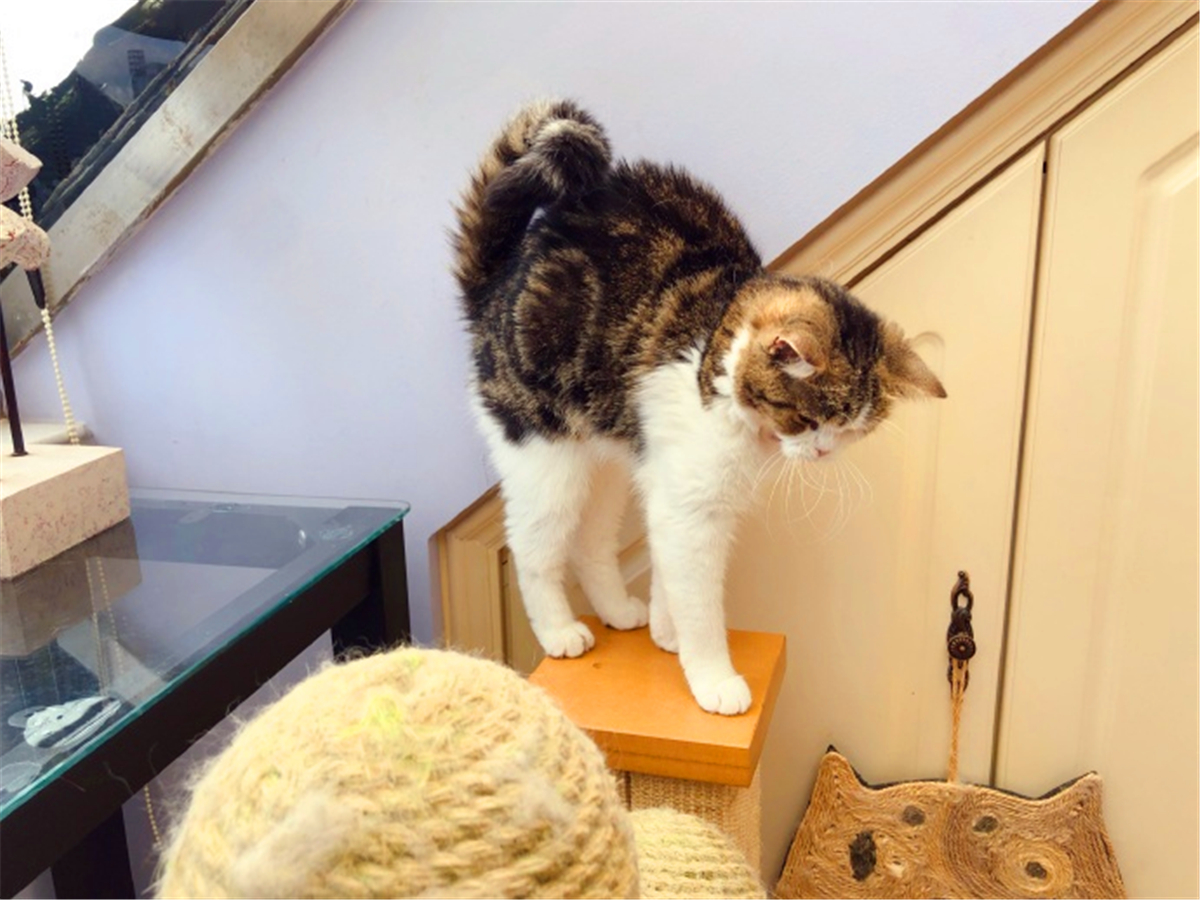 田园猫也是一条生命,中华田园猫中最稀有的田园猫排名