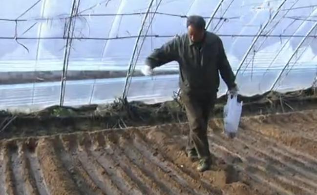 如何种出脆甜的樱桃萝卜,樱桃萝卜的种植方法和时间介绍