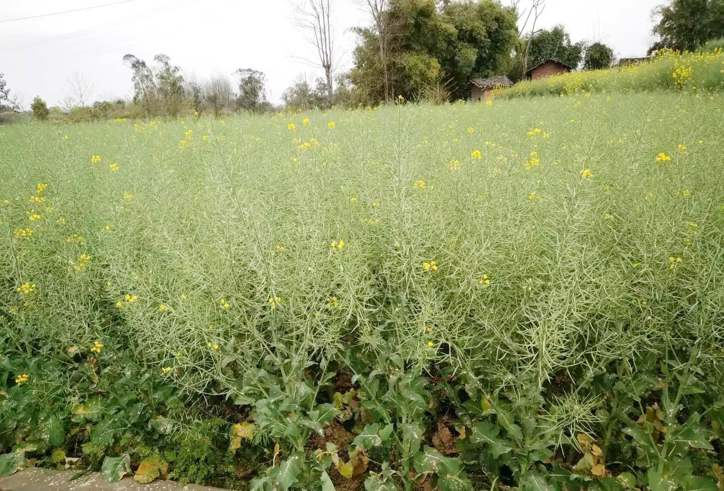 油菜驱鸟最好的方法,油菜防鸟