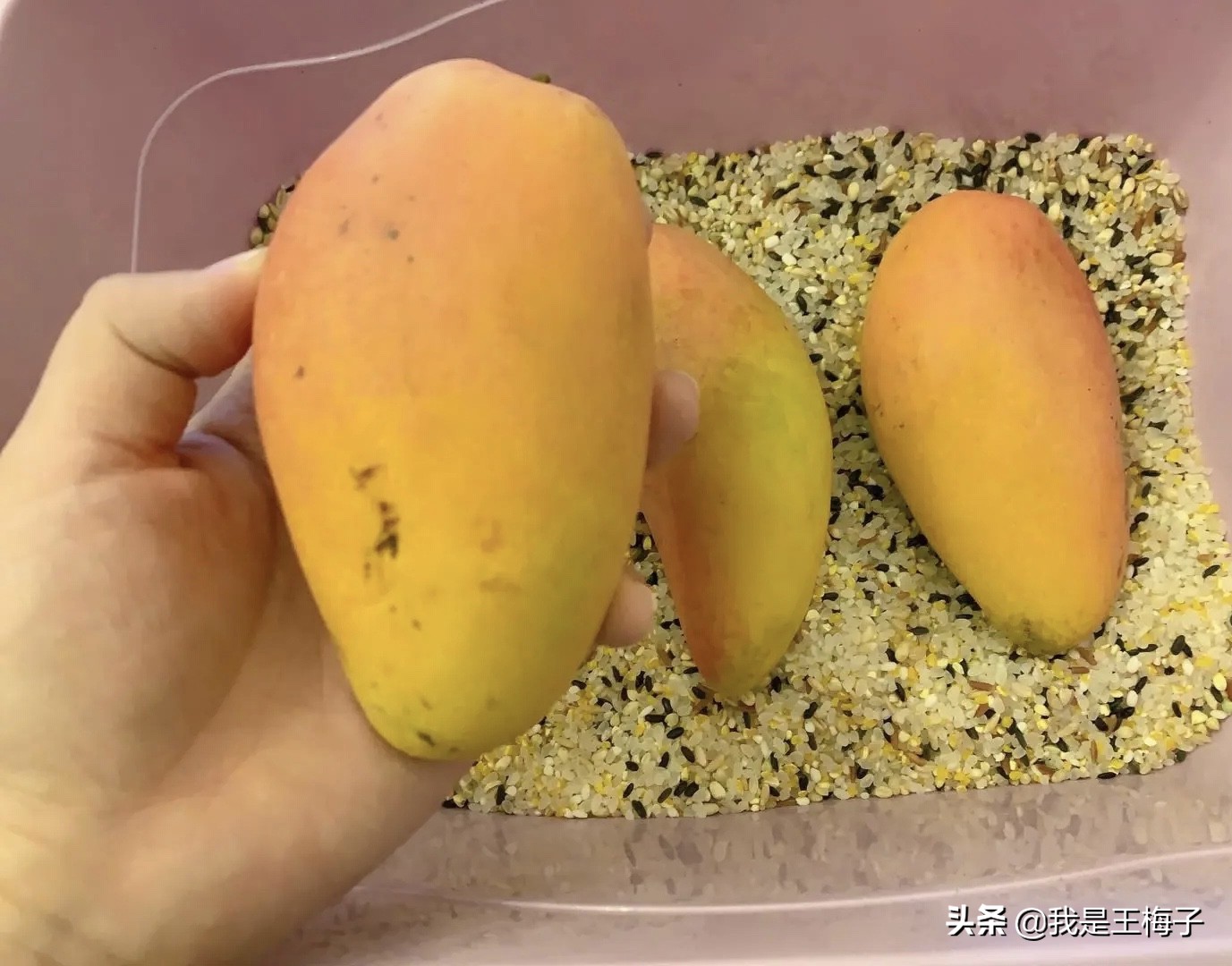 芒果催熟小窍门,4个妙招让青芒果快速催熟变甜